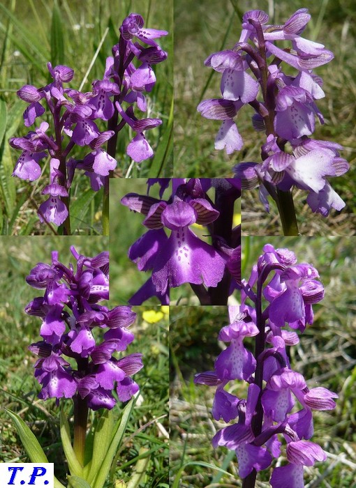 Orchis morio - Orchis bouffon 2